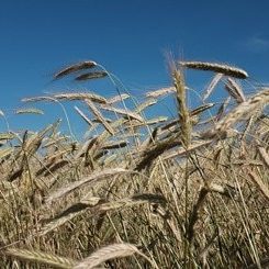 Tratamiento-de-Cereales-con-dron