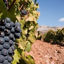 Tratamiento-de-Vinedos-con-dron