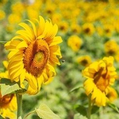 Tratamiento-de-girasoles-con-dron