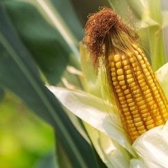 Tratamiento-de-maiz-con-dron