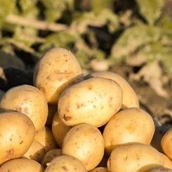 Tratamiento-de-patatas-con-dron