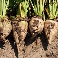 Tratamiento-de-remolacha-con-dron